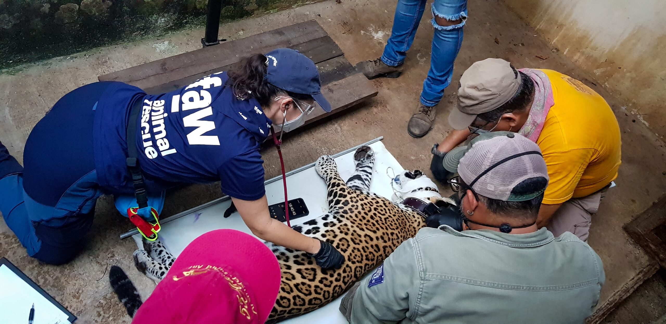 IFAW : Agir pour les animaux et la planète