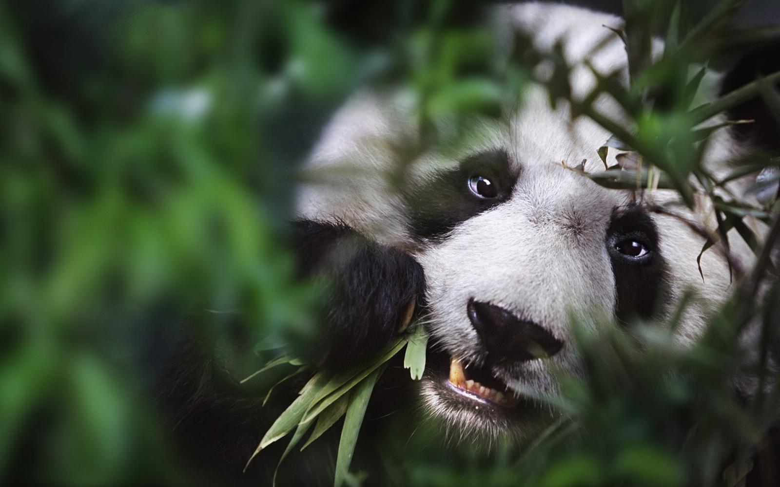 WWF : Gardien de la biodiversité mondiale
